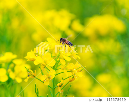 春のたより　満開の菜の花畑で蜜を集めるかわいいミツバチ 115378459