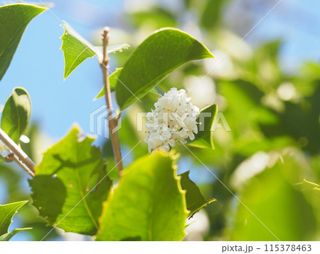 白いヒイラギモクセイの花 白いヒイラギモクセイの花 115378463