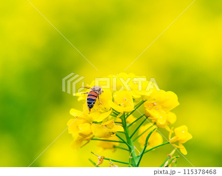 春のたより　満開の菜の花畑で蜜を集めるかわいいミツバチ 115378468