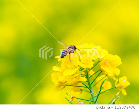 春のたより 満開の菜の花畑で蜜を集めるかわいいミツバチ 春のたより 満開の菜の花畑で蜜を集めるかわいいミツバチ 115378470