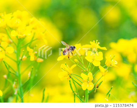 春のたより 満開の菜の花畑で蜜を集めるかわいいミツバチ 春のたより 満開の菜の花畑で蜜を集めるかわいいミツバチ 115378474