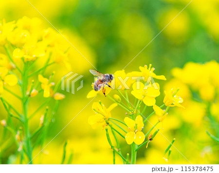 春のたより 満開の菜の花畑で蜜を集めるかわいいミツバチ 春のたより 満開の菜の花畑で蜜を集めるかわいいミツバチ 115378475