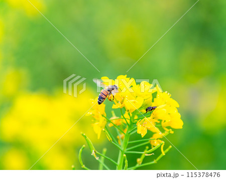 春のたより 満開の菜の花畑で蜜を集めるかわいいミツバチ 春のたより 満開の菜の花畑で蜜を集めるかわいいミツバチ 115378476