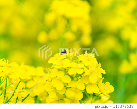 春のたより　満開の菜の花畑で蜜を集めるかわいいミツバチ 115378539