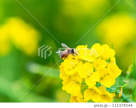 春のたより　満開の菜の花畑で蜜を集めるかわいいミツバチ 115378544