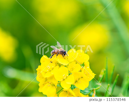 春のたより　満開の菜の花畑で蜜を集めるかわいいミツバチ 115378546