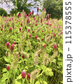 赤い花のある風景 115378555