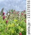 曇天と赤い花 115378556