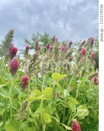曇天と赤い花 曇天と赤い花 115378556