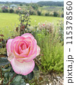 花のある風景 115378560