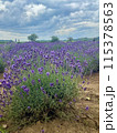 ラベンダー畑のある風景 115378563