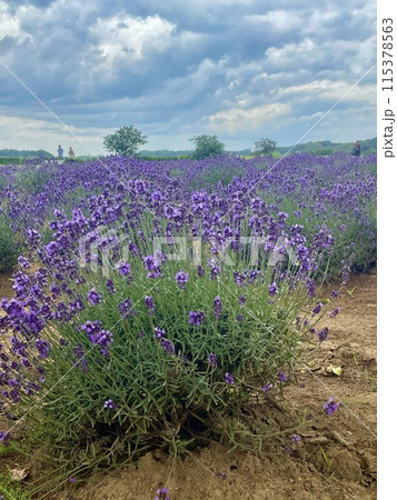 ラベンダー畑のある風景 115378563