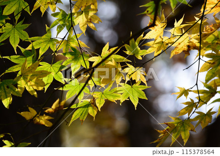 沼ッ原湿原 2023-10-23 #136 沼ッ原湿原 2023-10-23 #136 115378564