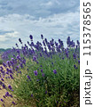 高原に咲くラベンダー 115378565