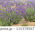 初夏に咲いたラベンダー 115378567