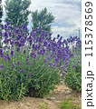 初夏に咲いたラベンダー 115378569