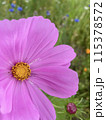 ピンク色のコスモスが咲いています 115378572
