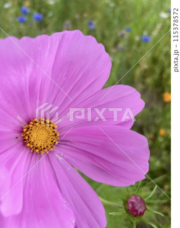 ピンク色のコスモスが咲いています 115378572