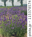 草原に咲くラベンダー 115378574