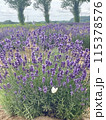 晴れた日のラベンダー畑とチョウチョ 115378576