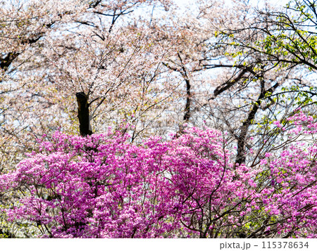 満開の桜とツツジと青い空 115378634