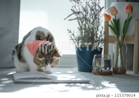 brown tabby scottish cat play in living room 115379014