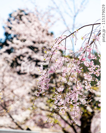 春本番 美しく咲いた満開の優雅な枝垂桜 春本番 美しく咲いた満開の優雅な枝垂桜 115379029