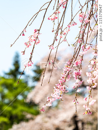春本番　美しく咲いた満開の優雅な枝垂桜 115379047