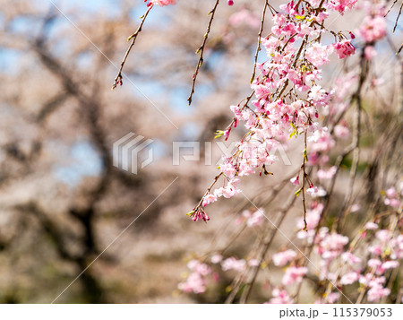 春本番　美しく咲いた満開の優雅な枝垂桜 115379053