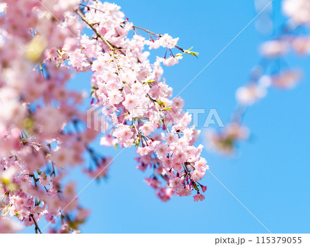 春本番　美しく咲いた満開の優雅な枝垂桜 115379055