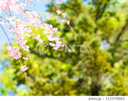 春本番　美しく咲いた満開の優雅な枝垂桜 115379063