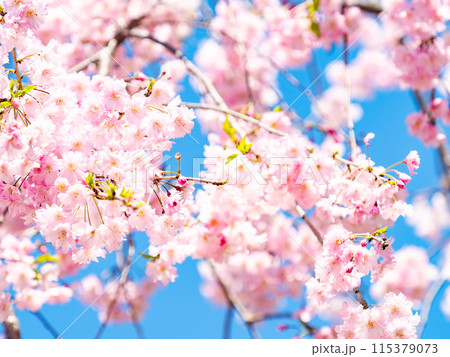春本番　美しく咲いた満開の優雅な枝垂桜 115379073