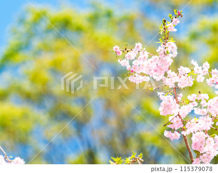 春本番　美しく咲いた満開の優雅な枝垂桜 115379078