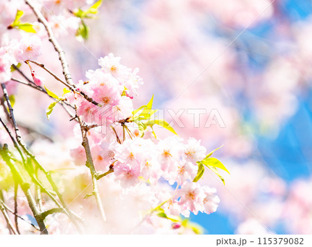 春本番　美しく咲いた満開の優雅な枝垂桜 115379082