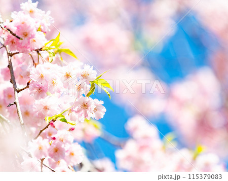 春本番　美しく咲いた満開の優雅な枝垂桜 115379083