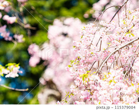 春本番　美しく咲いた満開の優雅な枝垂桜 115379084