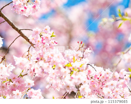 春本番 美しく咲いた満開の優雅な枝垂桜 春本番 美しく咲いた満開の優雅な枝垂桜 115379085