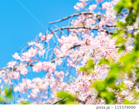 春本番 美しく咲いた満開の優雅な枝垂桜 春本番 美しく咲いた満開の優雅な枝垂桜 115379090