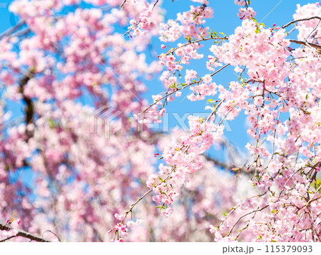 春本番　美しく咲いた満開の優雅な枝垂桜 115379093