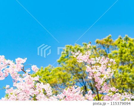 春本番　美しく咲いた満開の優雅な枝垂桜 115379094