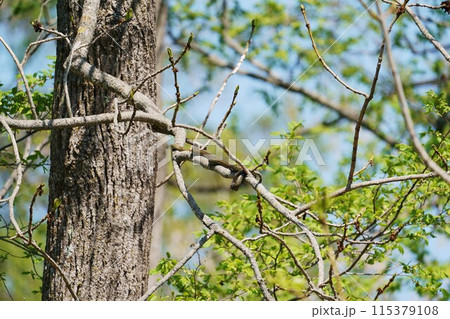 木の枝を蛇を登る蛇　北海道 115379108