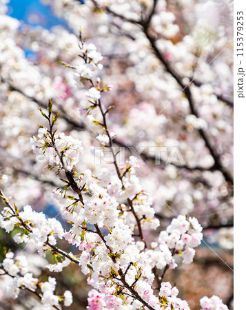 春本番　美しく咲いた満開の桜 115379253