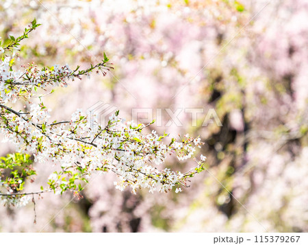 春本番　美しく咲いた満開の桜 115379267