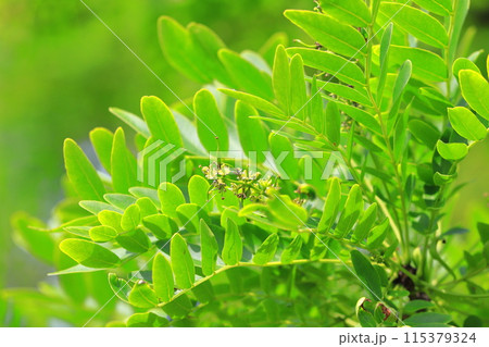 サイカチの新緑と花 サイカチの新緑と花 115379324