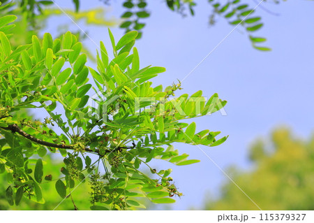 サイカチの新緑と花 115379327