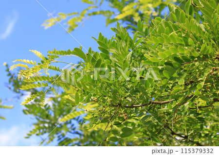 サイカチの新緑と花 115379332