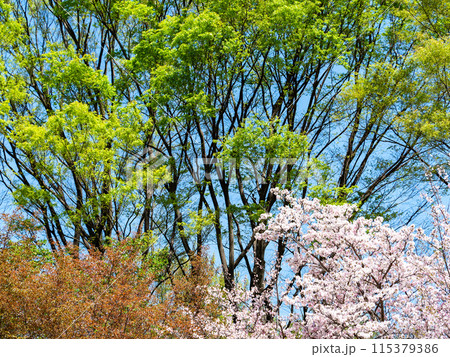 春本番 新緑と美しく咲いた満開の桜 春本番 新緑と美しく咲いた満開の桜 115379386