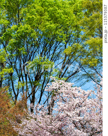 春本番 新緑と美しく咲いた満開の桜 春本番 新緑と美しく咲いた満開の桜 115379387