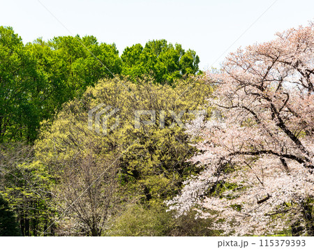 春本番　新緑と美しく咲いた満開の桜 115379393