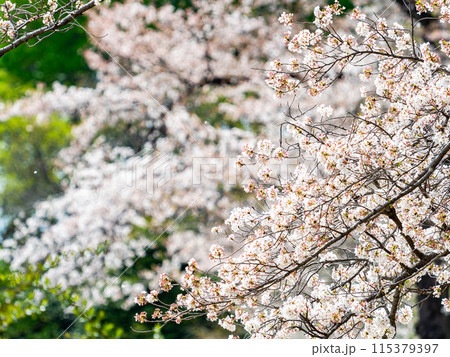 春本番 新緑と美しく咲いた満開の桜 春本番 新緑と美しく咲いた満開の桜 115379397